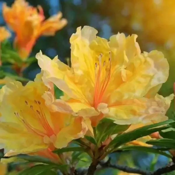Azalea (KH) 'Golden Lights' 30-40 cm VKR3L