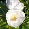 Rosa rugosa ALBA 40-60 3l