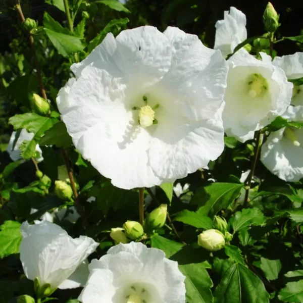 Hibiscus syriacus Diana 60-70 C5L