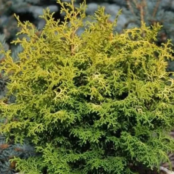 Chamaecyparis obtusa 'Melody' 30-40 C5L