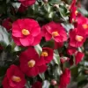 Camellia japonica Dr.King 100-125 C20L