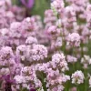 Lavandula angustifolia 'Rosea ' 10-15