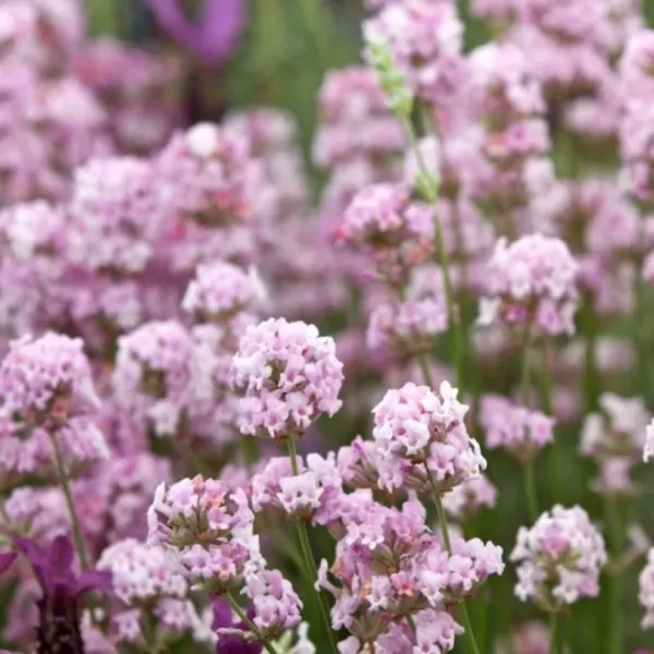 Lavandula angustifolia 'Rosea ' 10-15