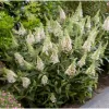 Buddleja d. 'Candy Little White®' 30-40 C4L