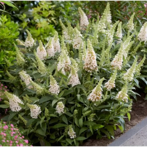 Buddleja d. 'Candy Little White®' 30-40 C4L