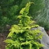 Chamaecyparis obtusa 'Fernspray Gold 25-30 C5L