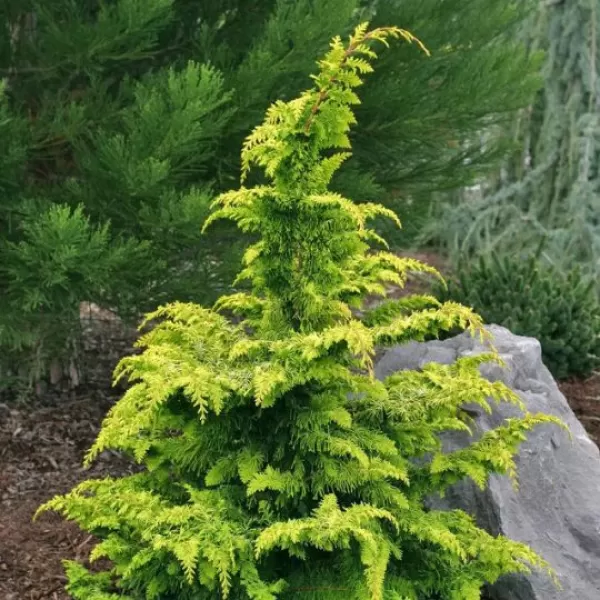 Chamaecyparis obtusa 'Fernspray Gold 25-30 C5L