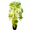 Laburnum alpinum Pendulum km.120cm C10L