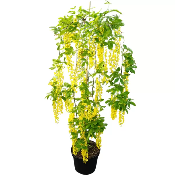 Laburnum alpinum Pendulum km.120cm C10L