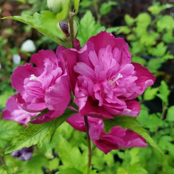 Hibiscus syriacus Freedom 40-60 C4L