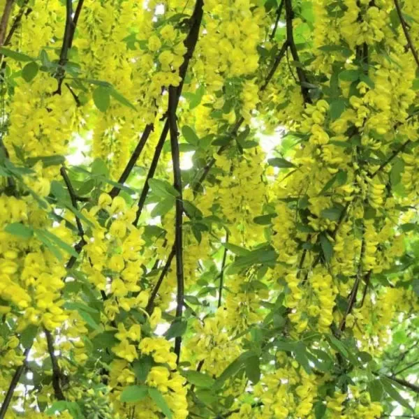 Laburnum alpinum Pendulum km.120cm C10L
