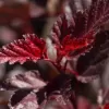 Physocarpus opulifolius 'Little Angel®' 40-60 VKR4L