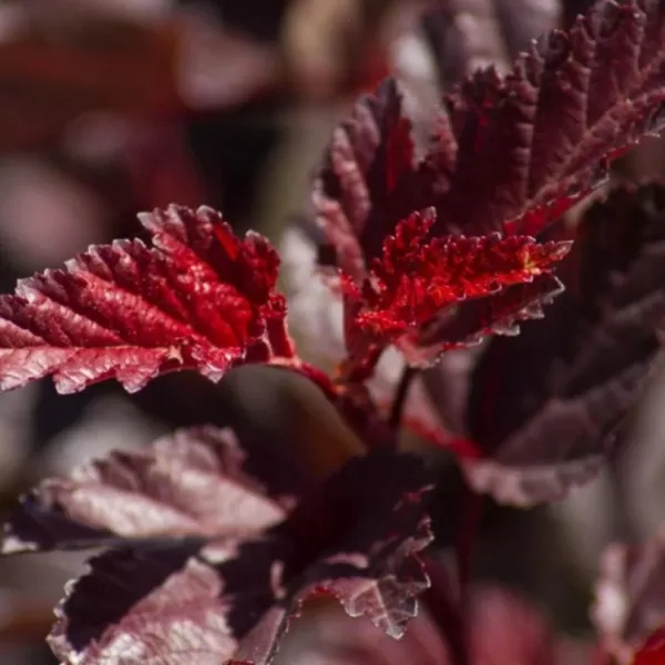 Physocarpus opulifolius 'Little Angel®' 40-60 VKR4L