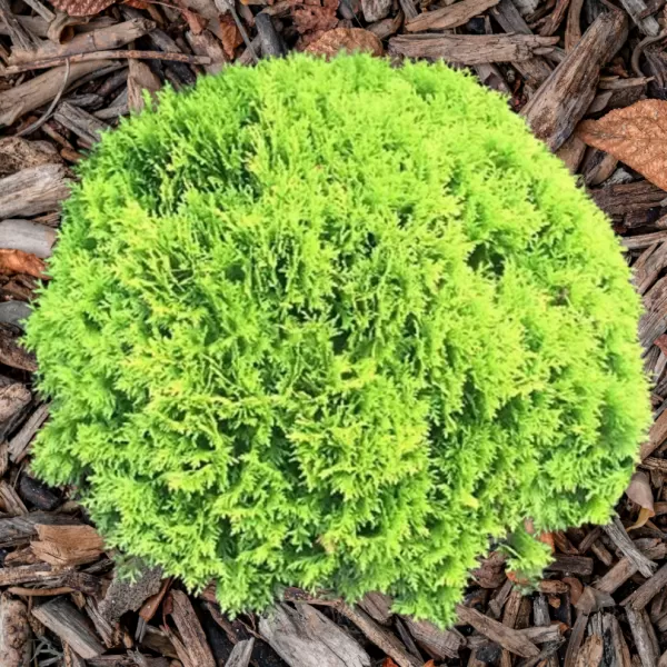 Thuja occidentalis 'Mirjam' (R) 20-30 VKR3L
