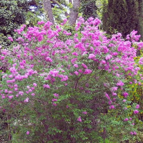 Syringa chinensis 'Saugeana' 20-30 VKR2L