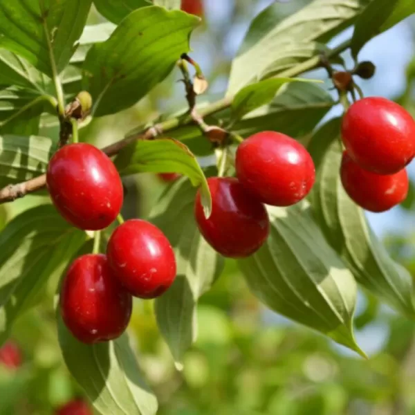 Cornus MAS 30-40 RP2L