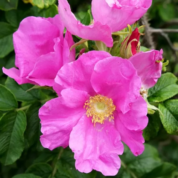 Rosa rugosa 40-60 3l