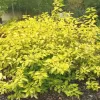 Cornus alba 'Aurea' 20-30 cm VKR2L