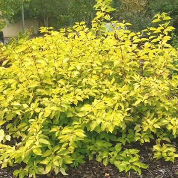 Cornus alba 'Aurea' 20-30 cm VKR2L