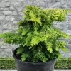 Chamaecyparis obtusa 'Fernspray Gold 25-30 C5L