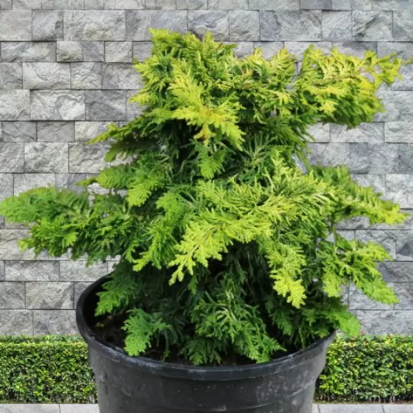 Chamaecyparis obtusa 'Fernspray Gold 25-30 C5L