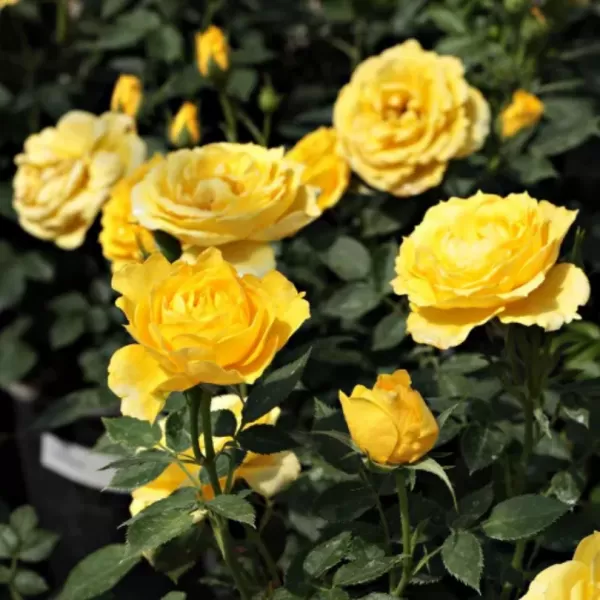 Rosa mini YELLOW 20-30 1,5l