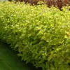 Cornus alba 'Aurea' 20-30 cm VKR2L