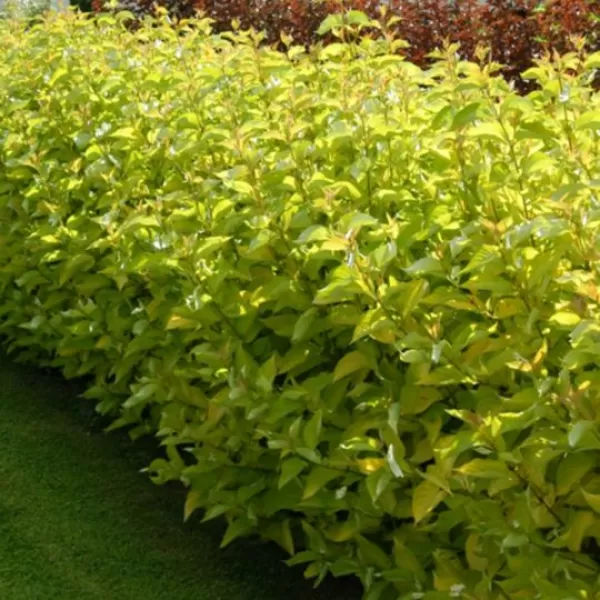 Cornus alba 'Aurea' 20-30 cm VKR2L