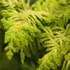 Chamaecyparis obtusa 'Tsatsumi Gold' 25-30 C5L
