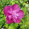 Hibiscus syriacus Freedom 40-60 C4L