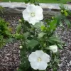 Hibiscus syriacus Diana 60-70 C5L