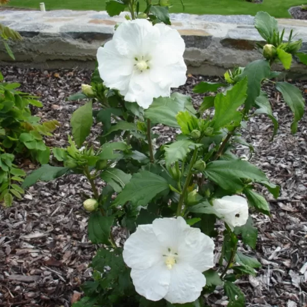 Hibiscus syriacus Diana 60-70 C5L