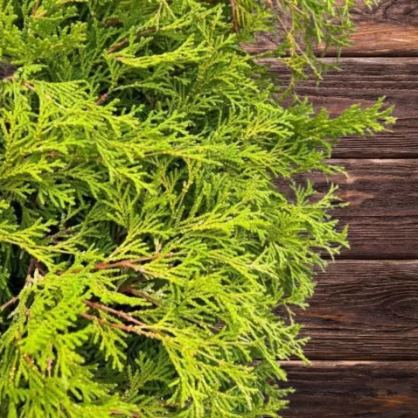 Chamaecyparis obtusa 'Kamaraschiba 25-30 C5L
