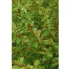Cornus sanguinea Midwinter Fire 30-40 C3L