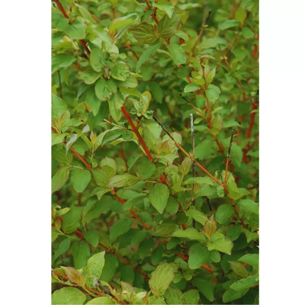 Cornus sanguinea Midwinter Fire 30-40 C3L