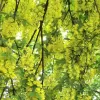 Laburnum alpinum Pendulum km.80cm C10L