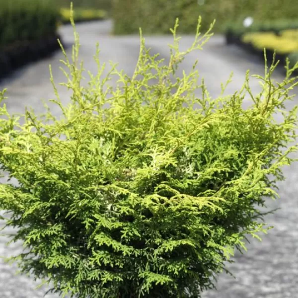 Chamaecyparis obtusa 'Lucas' 25-30 C5L