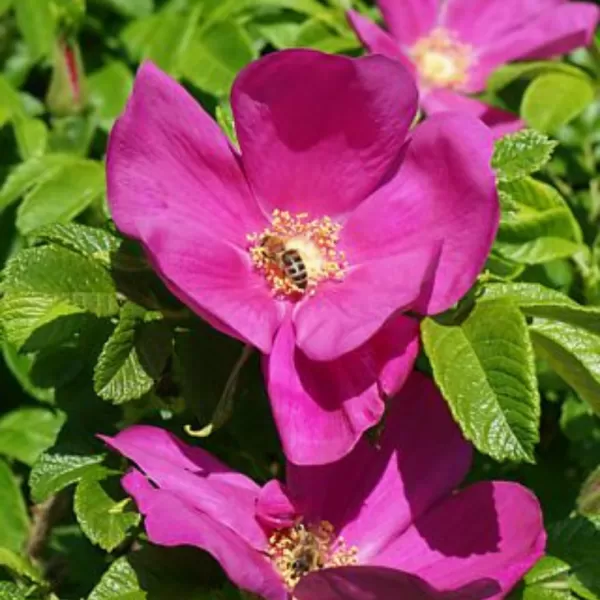 Rosa rugosa RUBRA 40-60 3l
