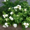 Rosa rugosa ALBA 40-60 3l