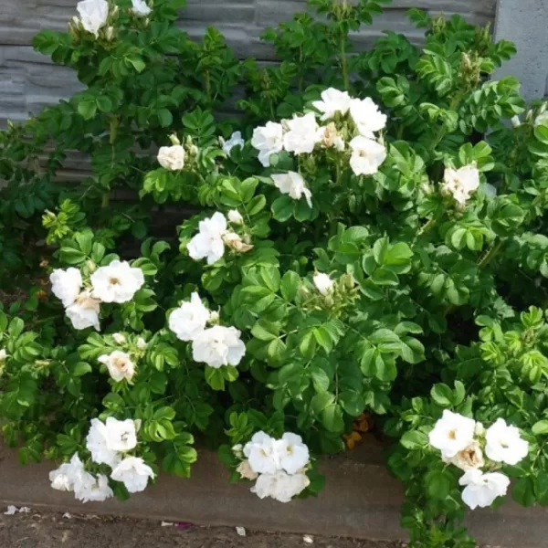 Rosa rugosa ALBA 40-60 3l