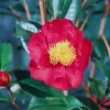 Camellia japonica Dr.King 100-125 C20L