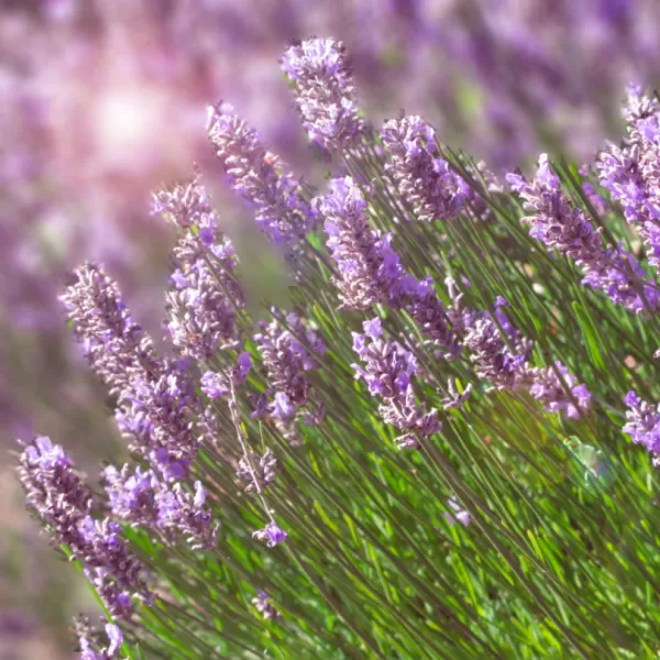 Lavandula angustifolia 'Rosea ' 10-15