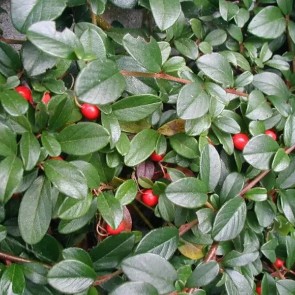 Cotoneaster dammeri 15-20 P9
