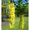 Laburnum alpinum Pendulum km.80cm C10L