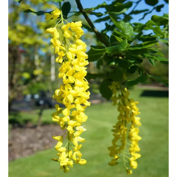 Laburnum alpinum Pendulum km.80cm C10L