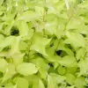 Cornus alba 'Aurea' 20-30 cm VKR2L