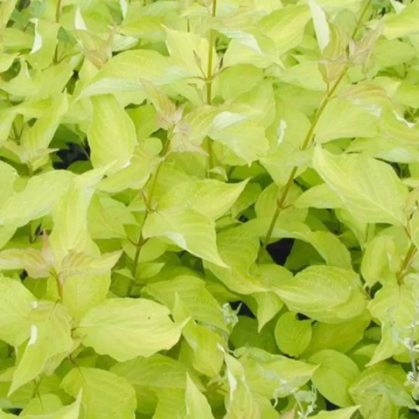 Cornus alba 'Aurea' 20-30 cm VKR2L