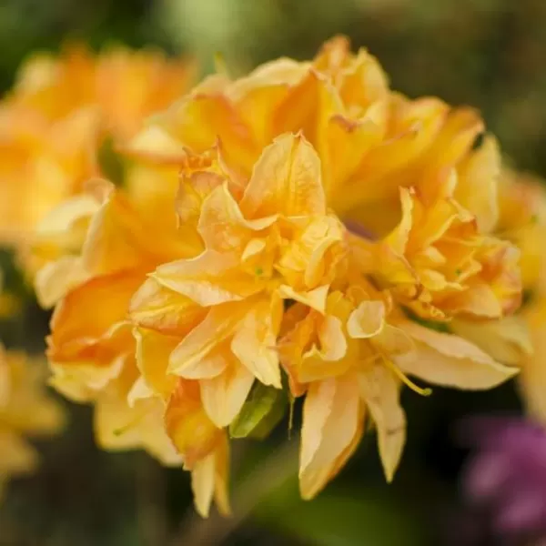 Azalea (KH) 'Csardas' 30-40 cm VKR3L