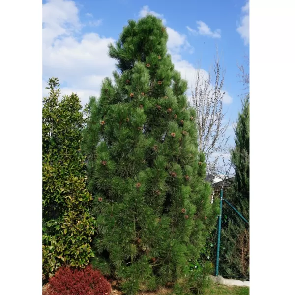 Pinus nigra 'Green Tower 25-30 C2,5l