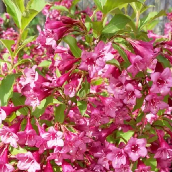 Weigela florida 'Rumba' 40-60 VKR4L